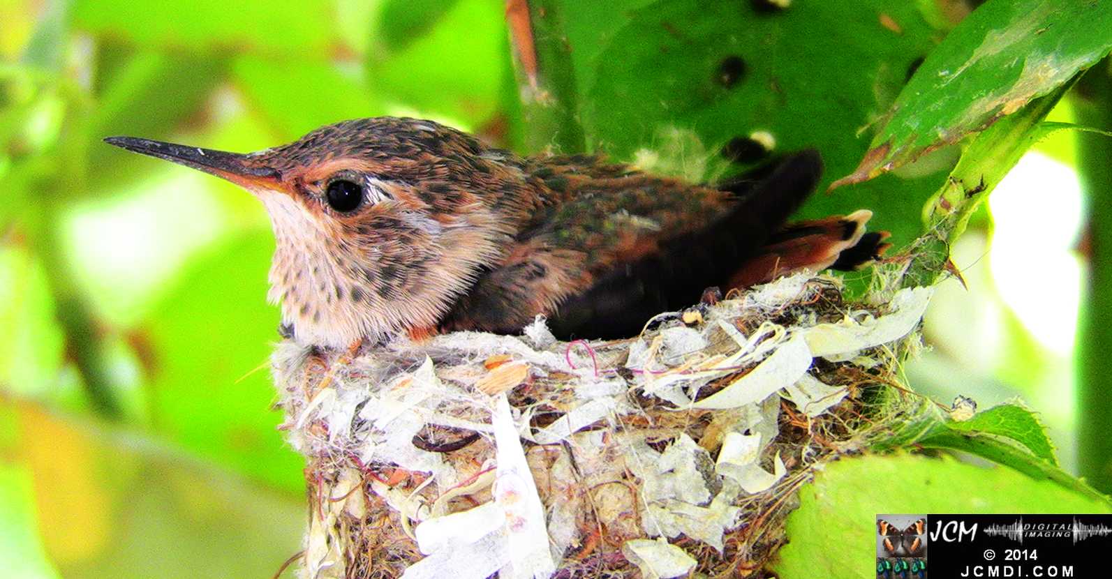 Allens Hummingbird chick and nest image 3-27-2014
